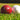 Cricket Balls